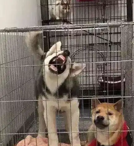  主人把柴犬和二哈关进笼子,哈士奇的做法,让柴犬跟铲屎官很无奈