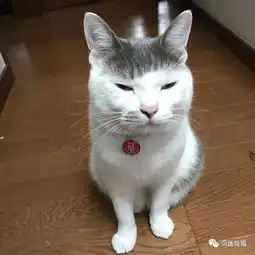  猫咪因为刘海走红,网友称是村口汪师傅那剪的