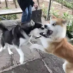  都说柴犬的二是被哈士奇给带的,看完才知二哈才是被冤枉的那个