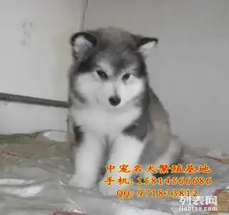  出售纯种日系柴犬可上门挑选可父母承诺纯种签协议