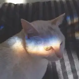  微信动物头像可爱萌宠小猫咪2018固执的喜欢不喜欢自己的人