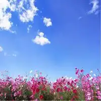  花卉类高清电脑壁纸微信头像图片大全