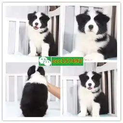  广州斗牛犬多少钱广州法国斗牛犬广州英国斗牛