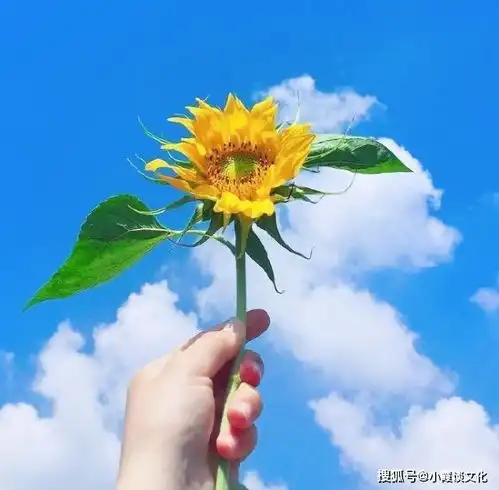  早上阳光灿烂的小短句,温暖美好,沁人心脾