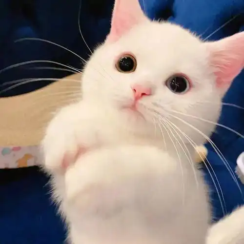 萌宠可爱猫咪头像情头