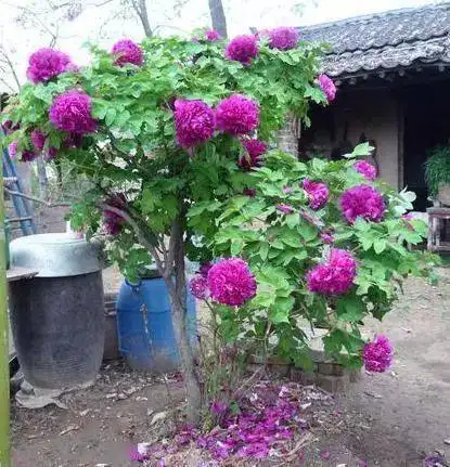  养花都该懂点的,十二个月,十二种魅力花卉