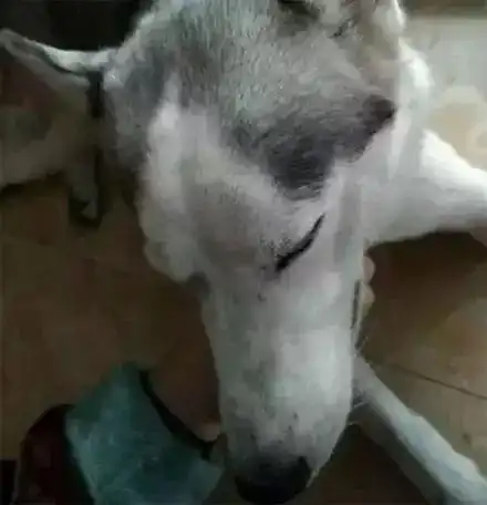  哈士奇偷吃奶奶的安眠药,结果主人赶到后哭笑不得...