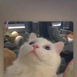  vava