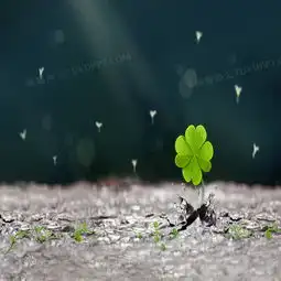  唯美四叶草背景背景图片素材免费下载jpg格式800800像素熊猫办公