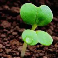  微信植物花草图片大全微信头像图片大全