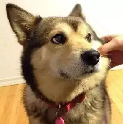  柴犬与哈士奇的混血儿长这样的,二哈的基因这次被征服了