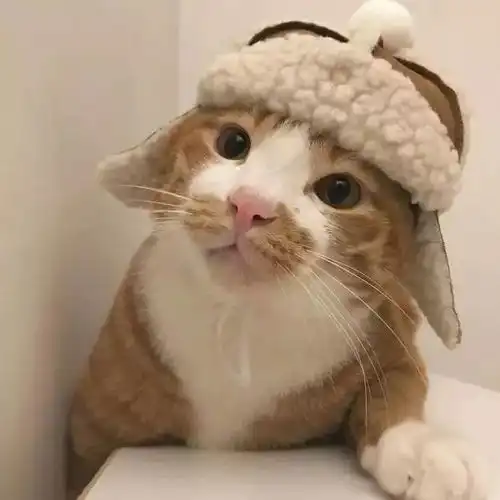 萌宠可爱猫咪头像橘猫