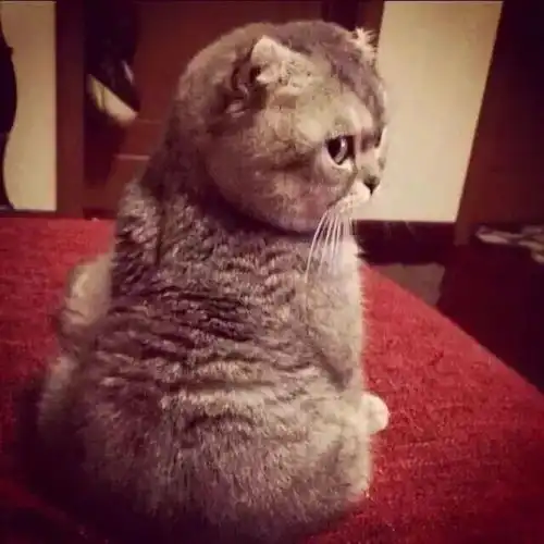 萌宠可爱猫咪头像宠物