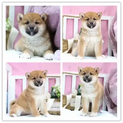  图本地犬舍出售纯柴犬双血统带证书安康宠物狗安康列表网