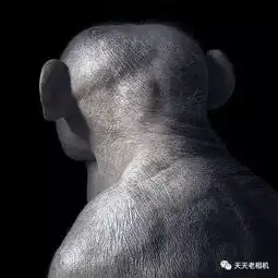  这名摄影师镜头下的动物超越了人类