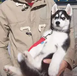 柴犬哈士奇头像图片论养