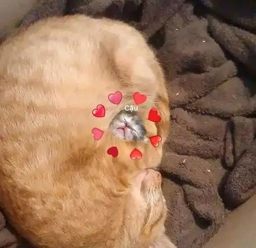  网友发现门口坐着只黑猫,但长着一对獠牙,喵别关门,我真是猫