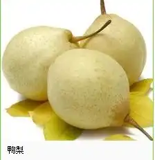  有关鸭梨的广告词