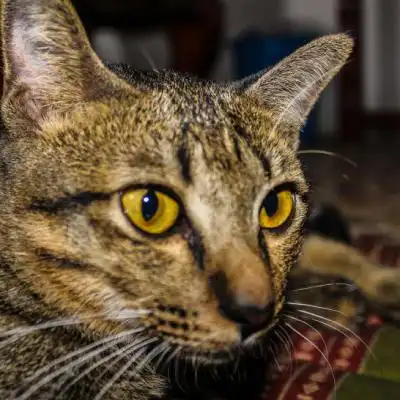 一只灰色的小猫特写,可爱猫咪头像萌图片
