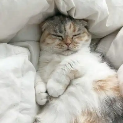  高清萌宠头像,萌萌的人见了就喜欢的小猫咪