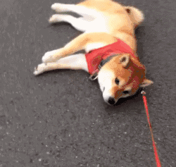  如果说哈士奇是狗中的表情帝,那柴犬绝对就是戏精奥斯卡都欠它一个小金人