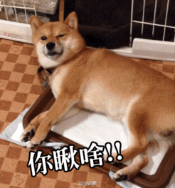  我才是汪界表情包的始祖,哈士奇你也得服