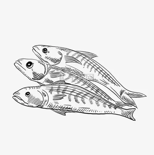  海鲜鱼手绘卡通黑白简笔画素材图片免费下载千库网