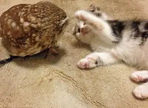  日本猫头鹰与玩伴小猫咪友情深厚