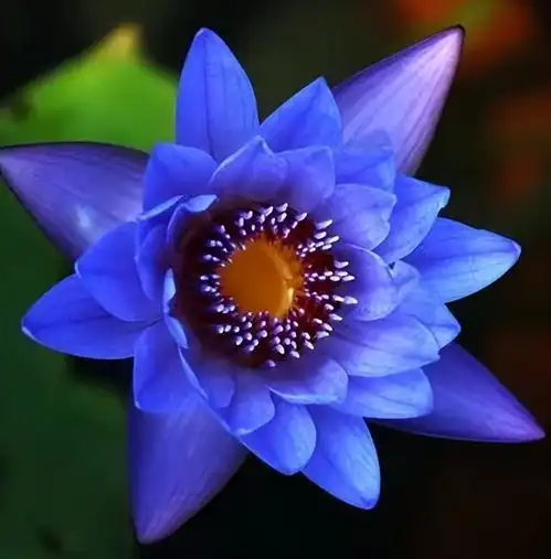  66张图片带你看看,那些很少有人见过的花