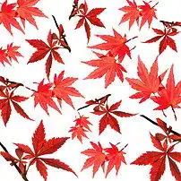  高清分层枫叶面料印花图片设计素材psd模板下载12.10mb花纹图形大全