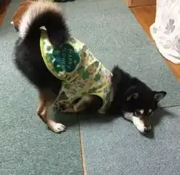 柴犬哈士奇头像图片汪星