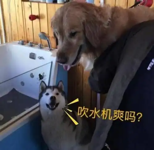  二哈和金毛搅在了一起,网友教训后,没想到二哈搞出了这样的表情