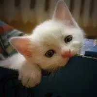  猫头像可爱呆萌微信头像图片大全