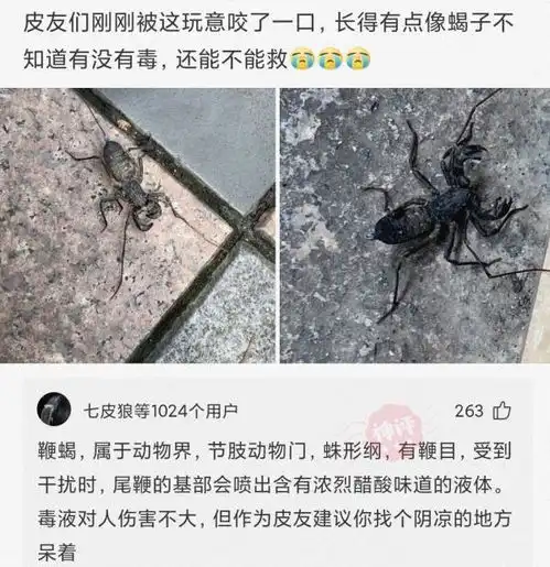  神回复唐僧师徒西天取经,为何最后忘记通天河的老龟问寿命
