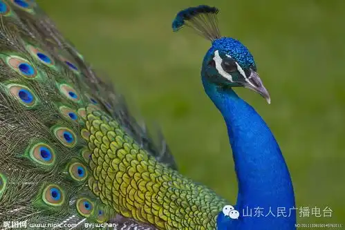  养只孔雀当宠物也许是真的哦