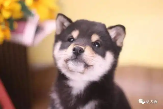  黑色柴犬和哈士奇不是同一种狗狗吗