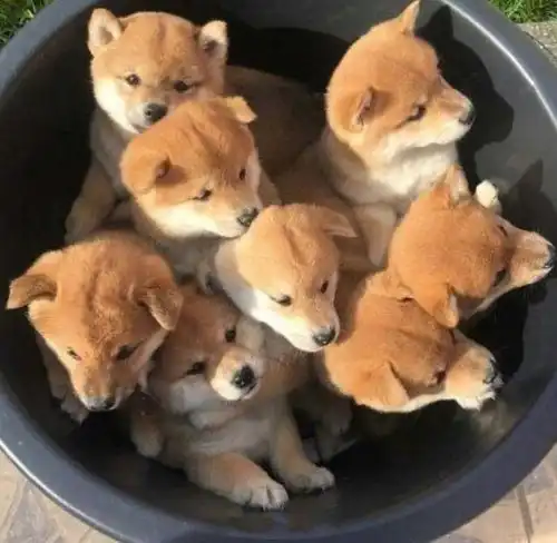  在街上遇见一窝金毛一窝柴犬一窝哈士奇,你选哪一个