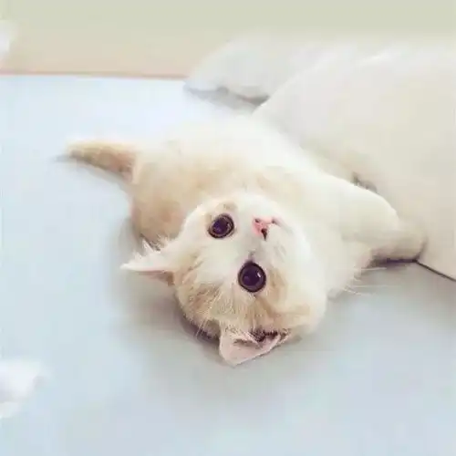  许扬帆老师把宠物画在美甲上,才是吸猫撸狗的最高境界