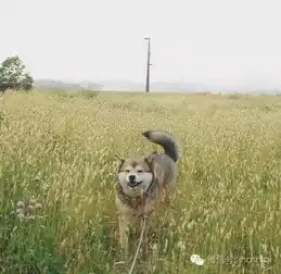  哈士奇与柴犬的混血居然是这样的,毫无违和感