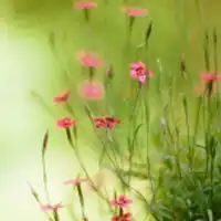  独自绽放的小花儿,自然清新的花朵风景头像
