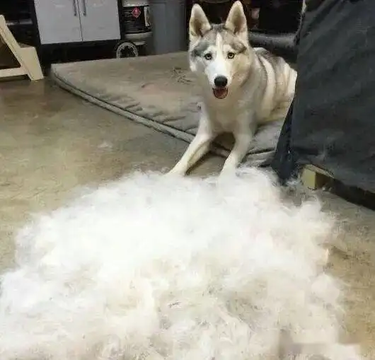  如果你讨厌一个人,就请送他一只哈士奇