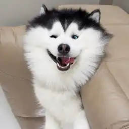  这只哈士奇的笑容真的很迷人吖