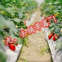  去摘草莓配图文字春天去摘草莓的配图微信头像图片大全