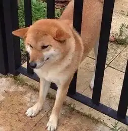  别问我养哈士奇怎么样,就没有别的犬种可以选了吗