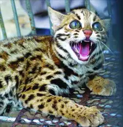 2022招财头像豹猫