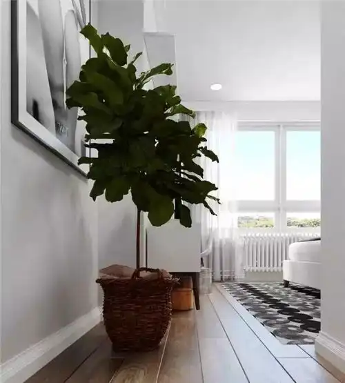 空间中的绿植
