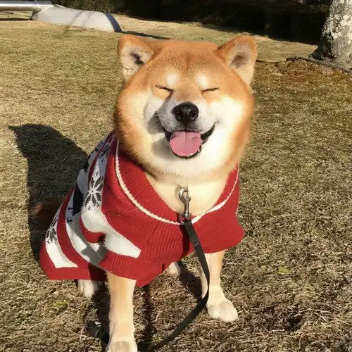  导致柴犬挑食的三大原因,重要的居然是最后一点