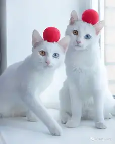  她们都在和猫拍大片一猫在手街拍自拍不用愁