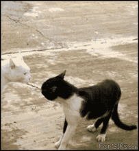  奶牛猫是怎么沦为喵中哈士奇的
