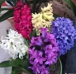  你养的花还好吗青岛常见的这些室内花卉越冬指南,必须收藏